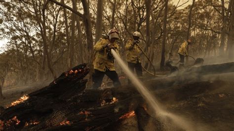 Australia's fires 'killed or harmed three billion animals' .
